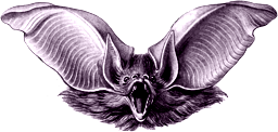 Bats!